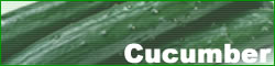 Cucumber