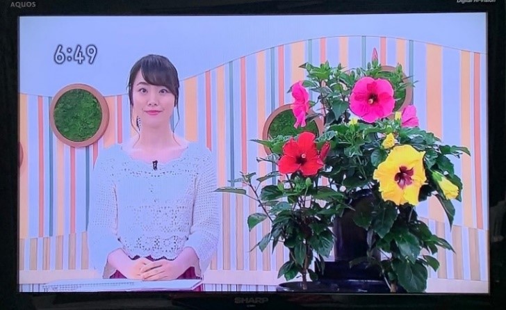 ｎｈｋローカル番組 ちょこトチ とちぎ６３０ における花のご紹介 ５ ６月分 とちぎ農産物マーケティング協会